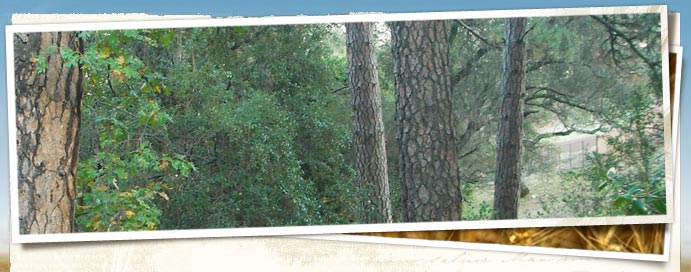 Canyon View Preserve