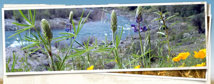 Codfish Falls Trail Preserve
