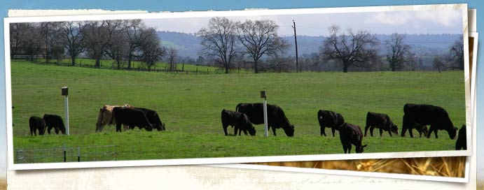 Doty Ravine Ranch