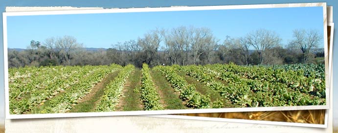 Ladadie Farm