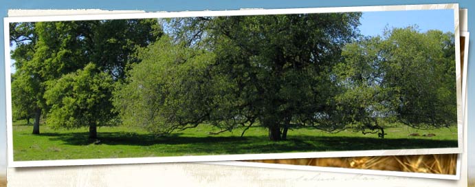 Liberty Ranch Big Hill Preserve